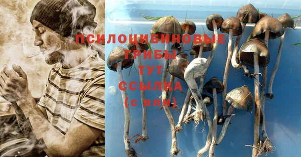 ПСИЛОЦИБИНОВЫЕ ГРИБЫ Карпинск