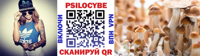 Купить Новая Ладога Галлюциногенные грибы Psilocybine cubensis